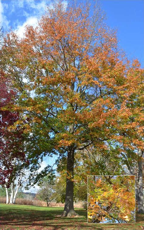 Pin Oak - The Westmoor Arboretum Keystone Species