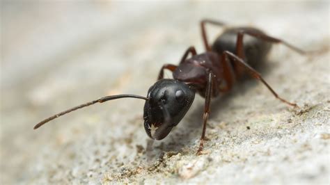 How Ants Sniff Out the Right Path - The New York Times