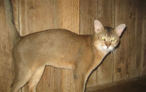 Chausie Cat Breed: 5 Things You Didn't Know