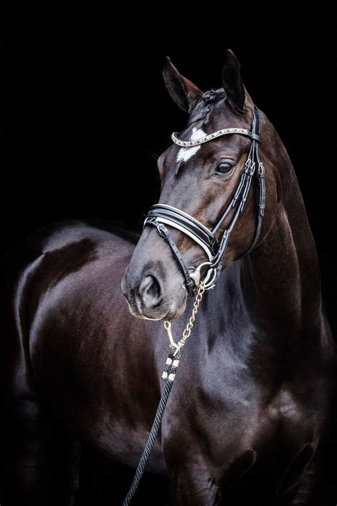 Equine photography on Behance | Equine photography, Beautiful horses ...