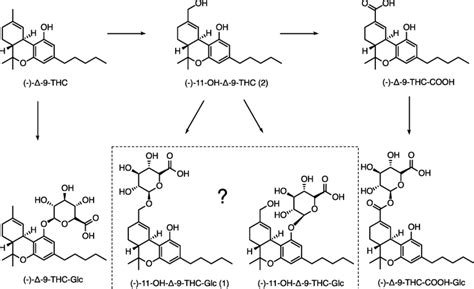 Main metabolism steps of (−)-Δ-9-THC via (−)-11-OH-Δ-9-THC and ...