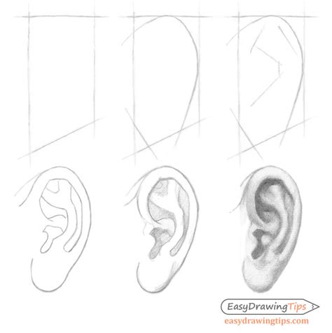 How to Draw an Ear Step by Step - Side View