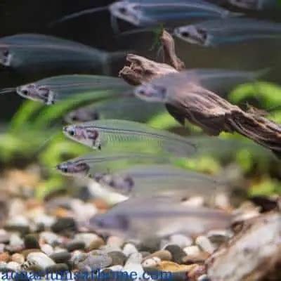 Ghost Catfish Care Guide: Tank Setup, Tankmates, Breeding, Diet