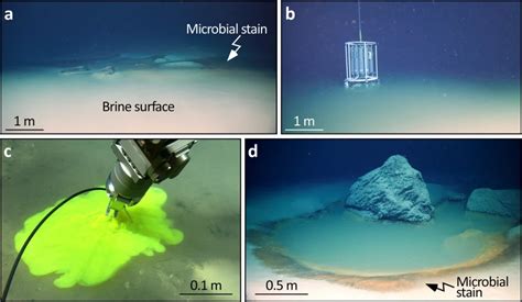 Unravelling the secrets of brine pools – Geobites