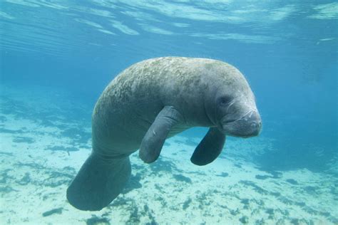 Manatees Are The Floaty Potatoes Of The Sea World