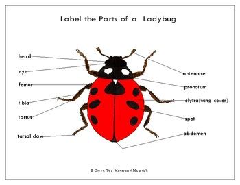 Ladybug Anatomy Diagram