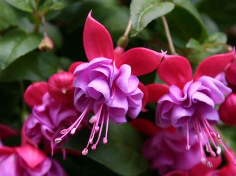 Tips & Information about Fuchsia - Gardening Know How