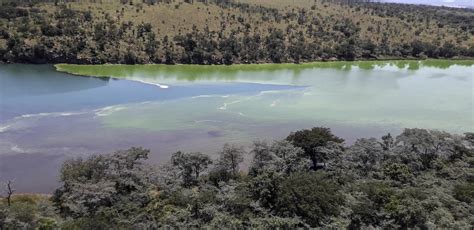 Loskop Dam crocodiles fitted with satellite transmitters to gauge ...