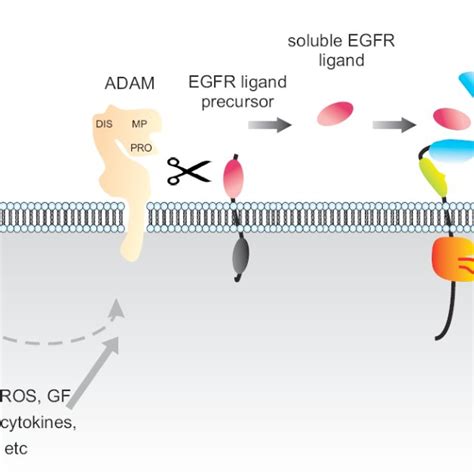 EGFR structure and mode of activation. (A) Overall EGFR structure ...