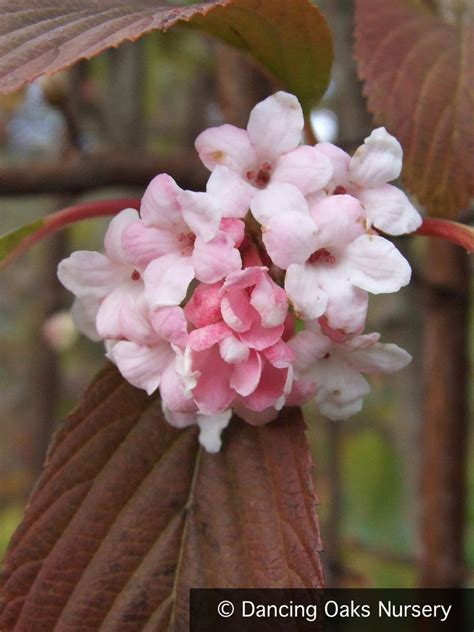 Viburnum x bodnantense 'Dawn', Fragrant Dawn Viburnum – Dancing Oaks ...