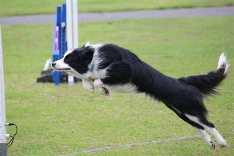 border collie agility - DB Dog Training