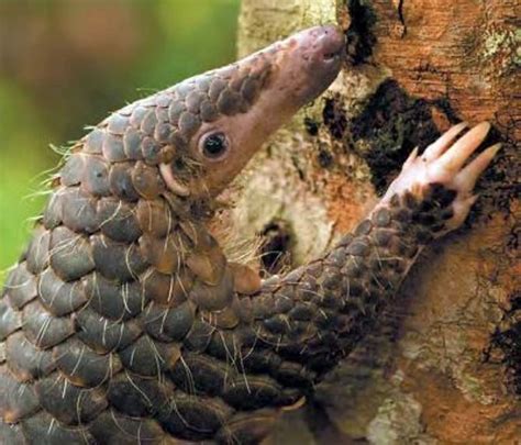 Pangolins: What are they, why are they so endangered and what can we do ...