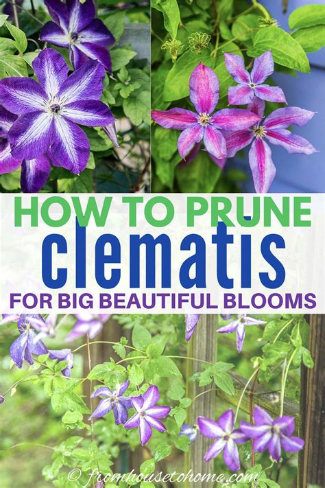 Clematis Vine Care: Planting, Growing and Pruning Tips - Gardener's Oasis