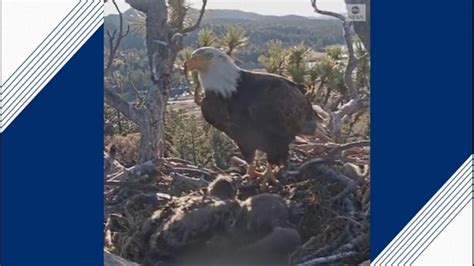 Bald eagle stands watch over two chicks in Big Bear Video - ABC News