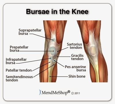 Pes anserine bursitis - havalsilent