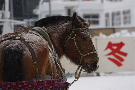 Beautiful Horse in Harbin, China