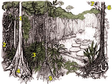 Plant Adaptations