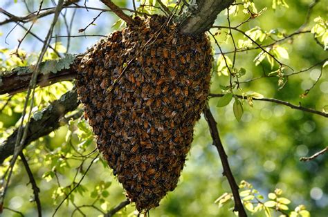 Assorted Thoughts of Glenn A. Gurley, Jr.: Our First Honey Bee Swarm