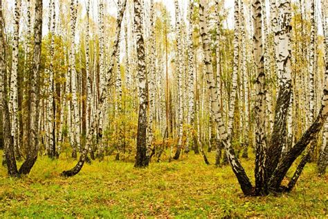 Birch grove in autumn stock photo. Image of chaga, russia - 34241362