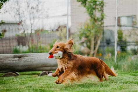 Is Mulch Bad for Dogs? | Great Pet Care