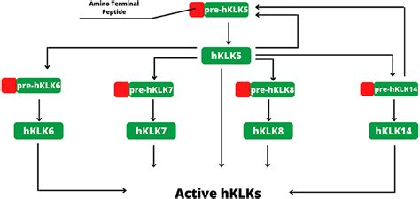 Frontiers | Human Tissue Kallikreins-Related Peptidases Are Targets for ...