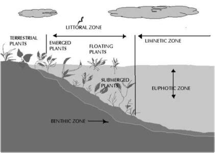 Pond: Types, Characteristics and Ecological Zonation - Biology Educare