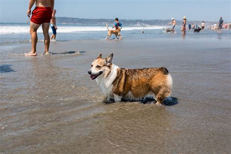 The 6 Best Off-Leash Dog Beaches in Southern California - Travel ...