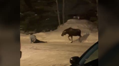 Moose attacks man after residents warn him to leave animal alone