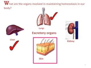 Overview of homeostasis & excretion