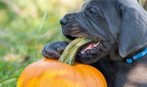 Benefits Of Pumpkin In Your Dogs Treats And Foods – Choice Pet