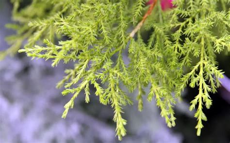 Cupressus Macrocarpa Goldcrest Care Guide | Bonsai Alchemist