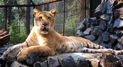 Worlds Largest Tigon