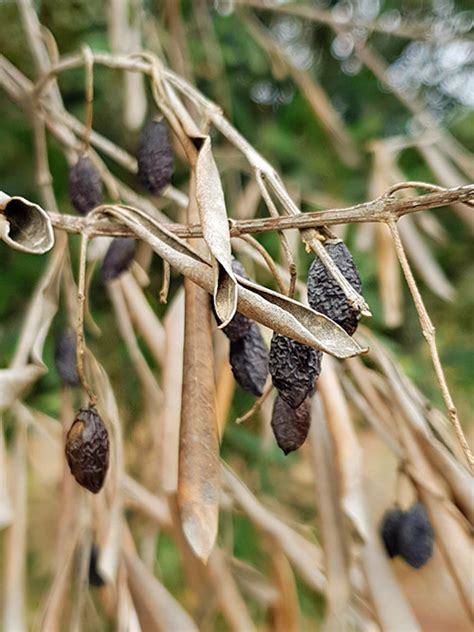 The UK’s preparedness for Xylella fastidiosa | UK Centre for Ecology ...