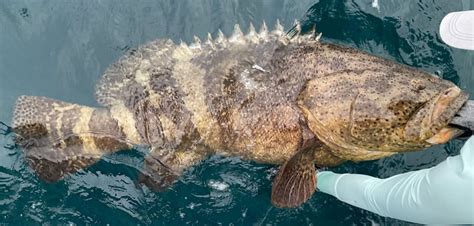 Fish Rules - Grouper, Goliath in FL State Waters