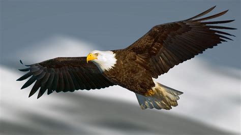 4K Eagle Wallpapers - Top Free 4K Eagle Backgrounds - WallpaperAccess