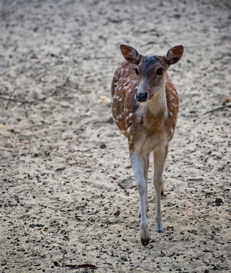 The chital also known as spotted deer, chital deer, and axis deer ...