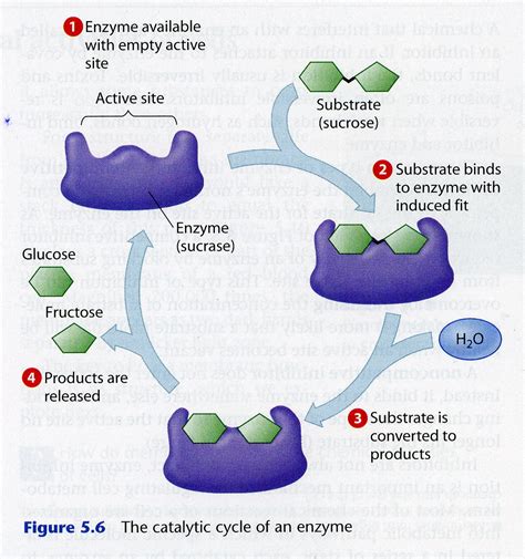 What I Hope You Needed To Know: Digestion - Enzymes