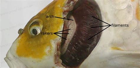 Fish Anatomy - fishhealth - Pond Life