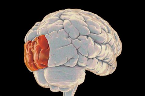 Lóbulo occipital: características y funcionamiento - Muy Salud