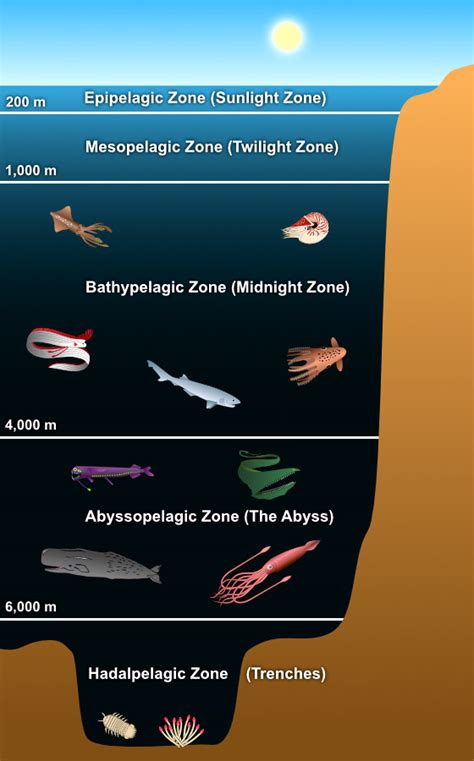 Layers of the Ocean - Deep Sea Creatures on Sea and Sky