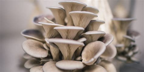 How To Grow Mushrooms On Logs: The Ultimate Guide | GroCycle