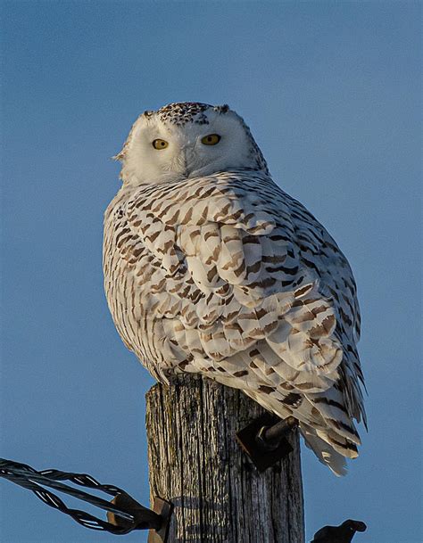 Snowy Owl on a pole Photograph by Su Buehler