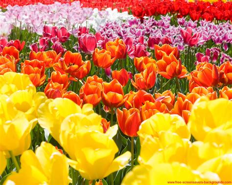 Spring Flowers Screensavers Wallpaper - WallpaperSafari