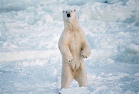 The Largest Bear Ever Recorded : Kodiak Brown Bear Fact Sheet Alaska ...