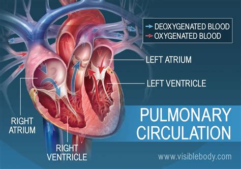 Pulmonary & Systemic Circulation | Circulatory Anatomy