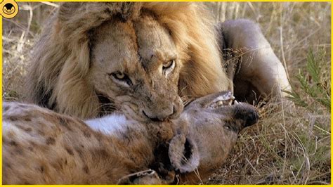 10 Vicious Moments of Lions Hunting their Prey in the Safari - YouTube