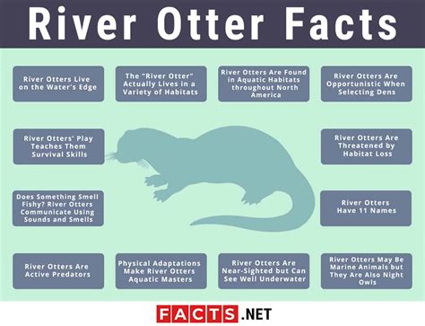 Top 12 River Otter Facts - Diet, Habitat, Anatomy & More - Facts.net