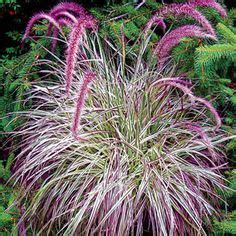 Cherry Sparkler Fountain Grass - zone 3-10, full sun/partial shade ...