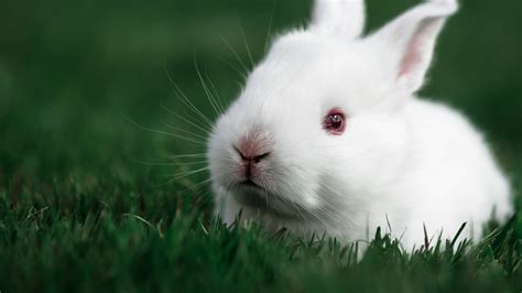 Rabbit Wallpapers (64 images) - WallpaperCosmos