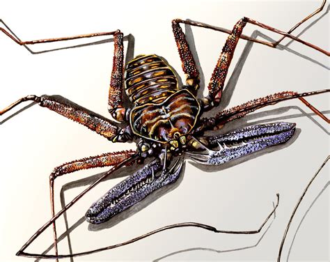 Tailless Whip Scorpion